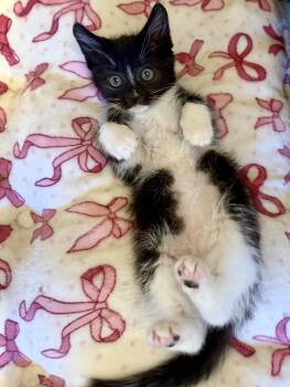 Margarita -  Domestic Short Hair Cat for Adoption in Ardsley, New York - Margarita | PetCurious