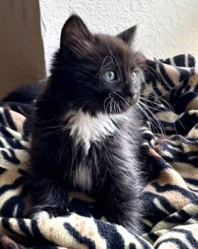 Domestic Long Hair Cats Available for Adoption in Kansas City, Missouri - Trixie | PetCurious