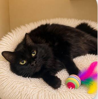 Salem -  Domestic Long Hair Cat for Adoption in Sebastian, Florida - Salem | PetCurious