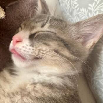 Asher -  Domestic Short Hair Cat for Adoption in Jupiter, Florida - Asher | PetCurious