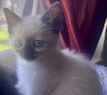 Marie -  Himalayan Cat for Adoption in Huntington Beach, California - Marie | PetCurious