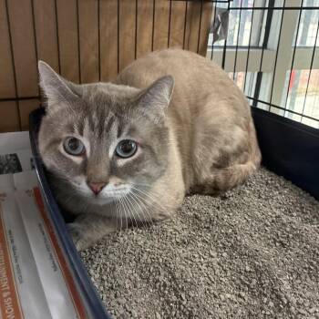 Domestic Medium Hair Cats Available for Adoption in San Antonio, Texas - Leo DiCat-rio | PetCurious