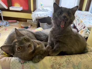 Domestic Short Hair and Domestic Medium Hair Cats Available for Adoption - India And Thumper | PetCurious