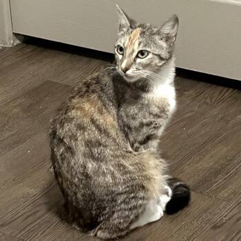 Miss Tiger -  Domestic Short Hair Cat for Adoption in Long Beach, California - Miss Tiger | PetCurious