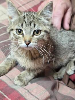Domestic Short Hair and Tabby Cats Available for Adoption - Chia | PetCurious