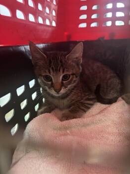 Rescue Domestic Short Hair Cats for Adoption in Fort Walton Beach, Florida - A233065 | PetCurious