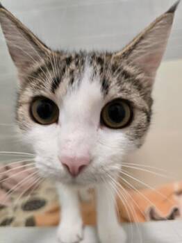 Happy -  Domestic Short Hair Cat for Adoption in Los Angeles, California - Happy | PetCurious