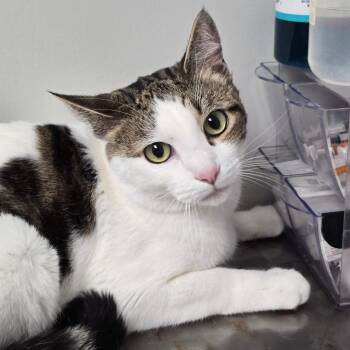 Latte -  Domestic Short Hair Cat for Adoption in Concord, North Carolina - Latte | PetCurious