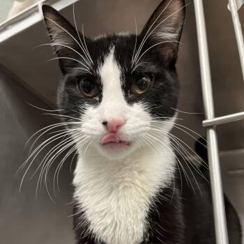 Domestic Short Hair Cats Available for Adoption in Austin, Texas - Jangle | PetCurious