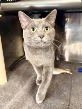 Domestic Short Hair Cats Available for Adoption in Hagerstown, Maryland - GOOSE | PetCurious