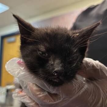 Goofy -  Domestic Short Hair Cat for Adoption in Newark, New Jersey - Goofy | PetCurious