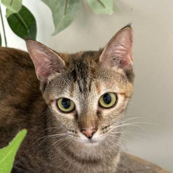 Rescue Domestic Short Hair Cats for Adoption in Midland, Texas - Sugar | PetCurious