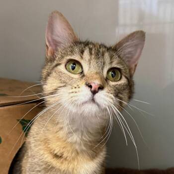 Domestic Short Hair Cats Available for Adoption in Saint Charles, Missouri - Thelma | PetCurious
