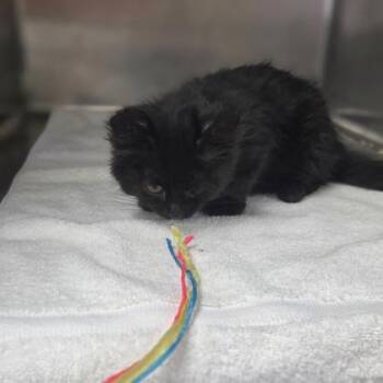 Bananagrams -  Domestic Long Hair and Domestic Short Hair Cat for Adoption in Westland, Michigan - Bananagrams | PetCurious