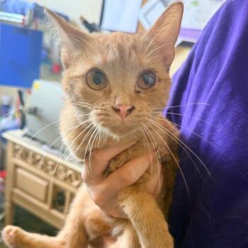 Domestic Short Hair Cats Available for Adoption in Corinth, Mississippi - Phoenix | PetCurious