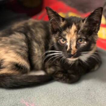 Cacao -  Domestic Short Hair Cat for Adoption in South Elgin, Illinois - Cacao | PetCurious