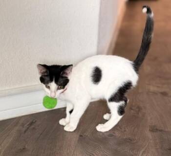 Gunner -  Domestic Short Hair Cat for Adoption in San Antonio, Texas - Gunner | PetCurious