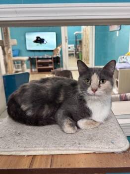 PIXIE -  Dilute Calico Cat for Adoption in Scottsburg, Indiana - PIXIE | PetCurious