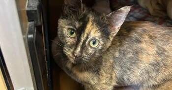 Smidge -  Domestic Short Hair Cat for Adoption in Dayton, Minnesota - Smidge | PetCurious