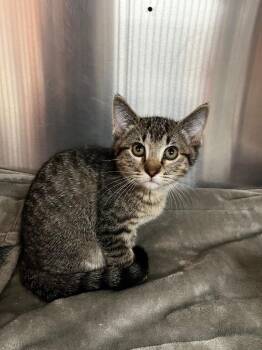 Gimli -  Domestic Short Hair Cat for Adoption in Logan, Utah - Gimli | PetCurious