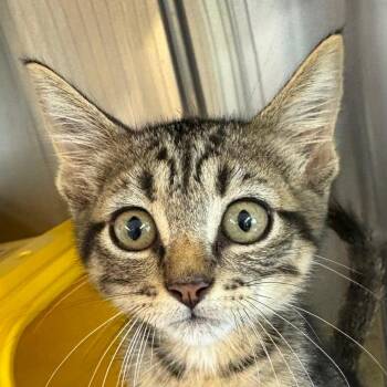 Hawk -  Domestic Short Hair Cat for Adoption in Manhattan, Kansas - Hawk | PetCurious