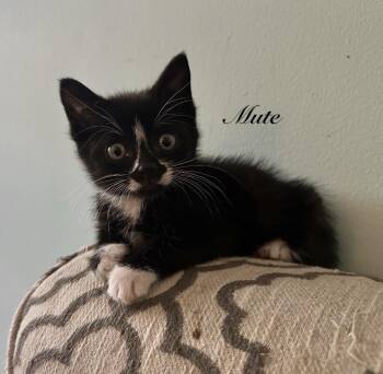 Mute, Replay and Rewind -  Domestic Short Hair Cat for Adoption - Mute, Replay And Rewind | PetCurious