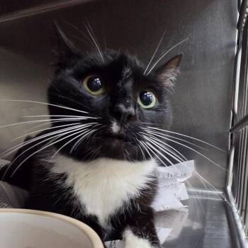 Chase -  Domestic Short Hair Cat for Adoption in Auburn, Alabama - Chase | PetCurious