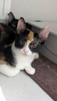 Sea Star -  Domestic Short Hair Cat for Adoption in Seattle, Washington - Sea Star | PetCurious
