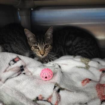 Sheldon -  Domestic Short Hair Cat for Adoption - Sheldon | PetCurious