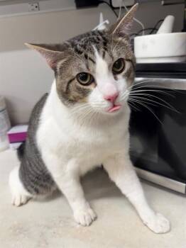 JUNIOR -  Domestic Short Hair Cat for Adoption in Baytown, Texas - JUNIOR | PetCurious