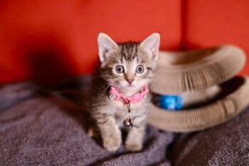 Domestic Short Hair Cats Available for Adoption in Duluth, Minnesota - Janice | PetCurious