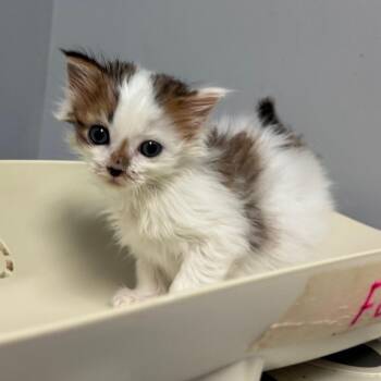 Cheddar Bay Biscuit -  Domestic Short Hair Cat for Adoption in Columbus, Georgia - Cheddar Bay Biscuit | PetCurious