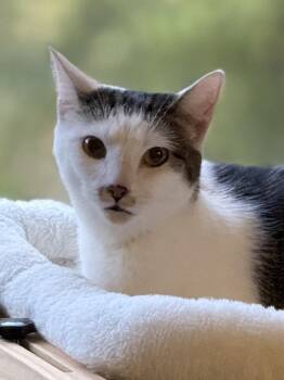 Rescue American Shorthair Cats for Adoption in Charlotte, North Carolina - Miya | PetCurious