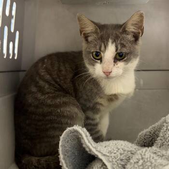 Oleander -  Domestic Short Hair Cat for Adoption in Milton, Florida - Oleander | PetCurious