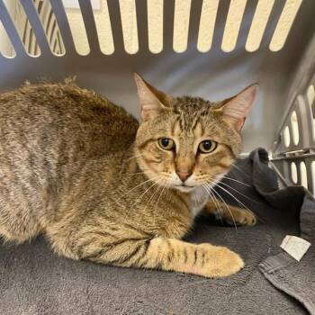 Bobby -  Domestic Short Hair Cat for Adoption in Memphis, Tennessee - Bobby | PetCurious