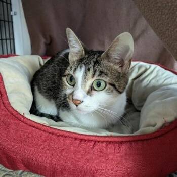 Salsa Verde -  Domestic Short Hair and Mixed Breed Cat for Adoption in Chicago, Illinois - Salsa Verde | PetCurious