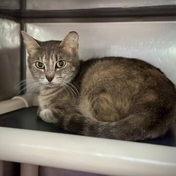 Boba -  Domestic Short Hair Cat for Adoption in Austin, Texas - Boba | PetCurious