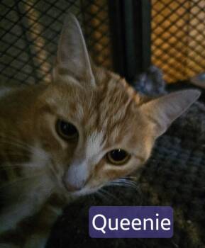 Queenie -  Tabby Cat for Adoption in Kennewick, Washington - Queenie | PetCurious