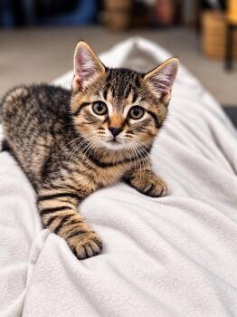 Elvis -  Domestic Short Hair Cat for Adoption in Victor, New York - Elvis | PetCurious