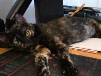 Rescue Domestic Short Hair Cats for Adoption - Pixie | PetCurious