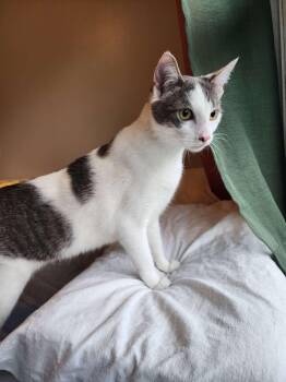 Willow -  Domestic Short Hair Cat for Adoption in Piscataway, New Jersey - Willow | PetCurious