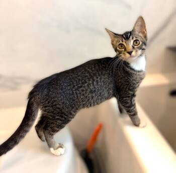 Lupini -  Tabby Cat for Adoption in Fort Myers, Florida - Lupini | PetCurious