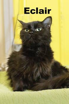 Eclair -  Domestic Long Hair Cat for Adoption in Macomb, Illinois - Eclair | PetCurious