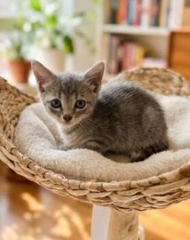 NOVA -  Domestic Short Hair Cat for Adoption in Miami, Florida - NOVA | PetCurious
