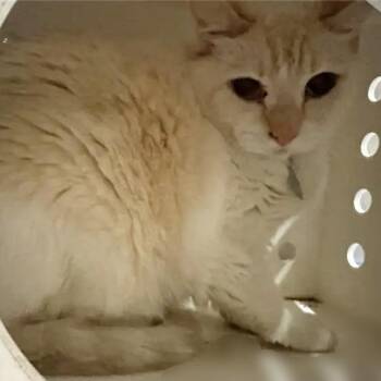 Casper -  Domestic Short Hair Cat for Adoption in Brentwood, Missouri - Casper | PetCurious