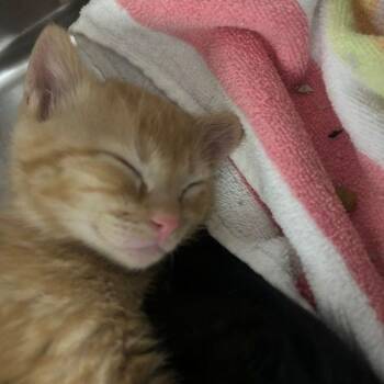 Buster -  Domestic Short Hair Cat for Adoption in Lake Havasu City, Arizona - Buster | PetCurious