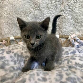 Mr. Jinx -  Domestic Short Hair Cat for Adoption in Medford, Oregon - Mr. Jinx | PetCurious