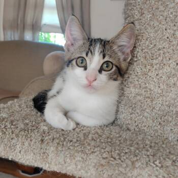 Rescue Domestic Short Hair Cats for Adoption in Los Angeles, California - Nezara Viridula | PetCurious