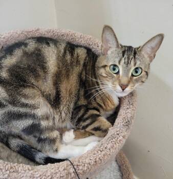 Rescue Tabby Cats for Adoption in Plano, Texas - Sage. | PetCurious