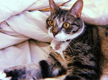 Jonesy -  Domestic Short Hair Cat for Adoption in Derry, New Hampshire - Jonesy | PetCurious